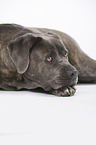 lying Cane Corso