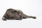 lying Cane Corso