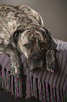 lying Cane Corso