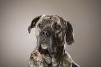 Cane Corso Portrait