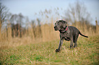 young Cane Corso