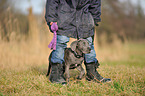 young Cane Corso