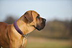 Cane Corso Portrait