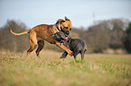2 Cane Corsos