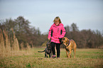 child and 2 Cane Corsos