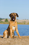 sitting Cane Corso
