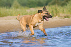 running Cane Corso