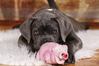 young Cane Corso