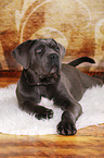 young Cane Corso