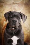 young Cane Corso