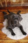 young Cane Corso