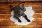 young Cane Corso