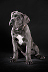 young Cane Corso