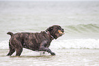 playing Cane Corso