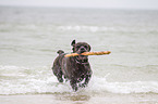 playing Cane Corso