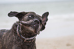 shaking Cane Corso