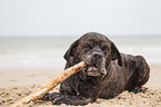 Cane Corso with stick