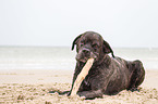 Cane Corso with stick