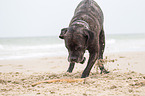 digging Cane Corso