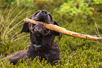 Cane Corso with stick