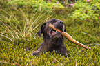 Cane Corso with stick