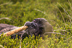 Cane Corso with stick