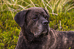 Cane Corso Portrait