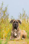 lying Cane Corso