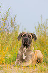 lying Cane Corso