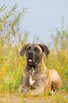 lying Cane Corso