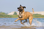 running Cane Corso