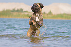 running Cane Corso