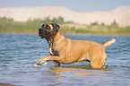 walking Cane Corso