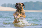 running Cane Corso