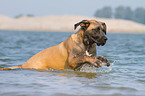 running Cane Corso