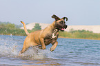 running Cane Corso