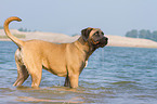 bathing Cane Corso