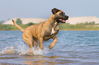 running Cane Corso