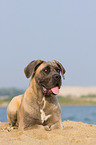 lying Cane Corso