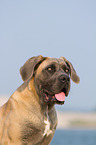 Cane Corso Portrait