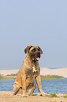 sitting Cane Corso