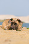 lying Cane Corso