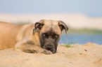 lying Cane Corso