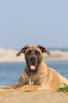 lying Cane Corso