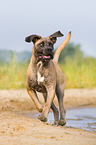 running Cane Corso