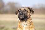Cane Corso Portrait