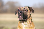 Cane Corso Portrait