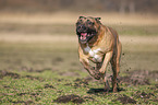 running Cane Corso