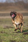 running Cane Corso