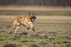 running Cane Corso
